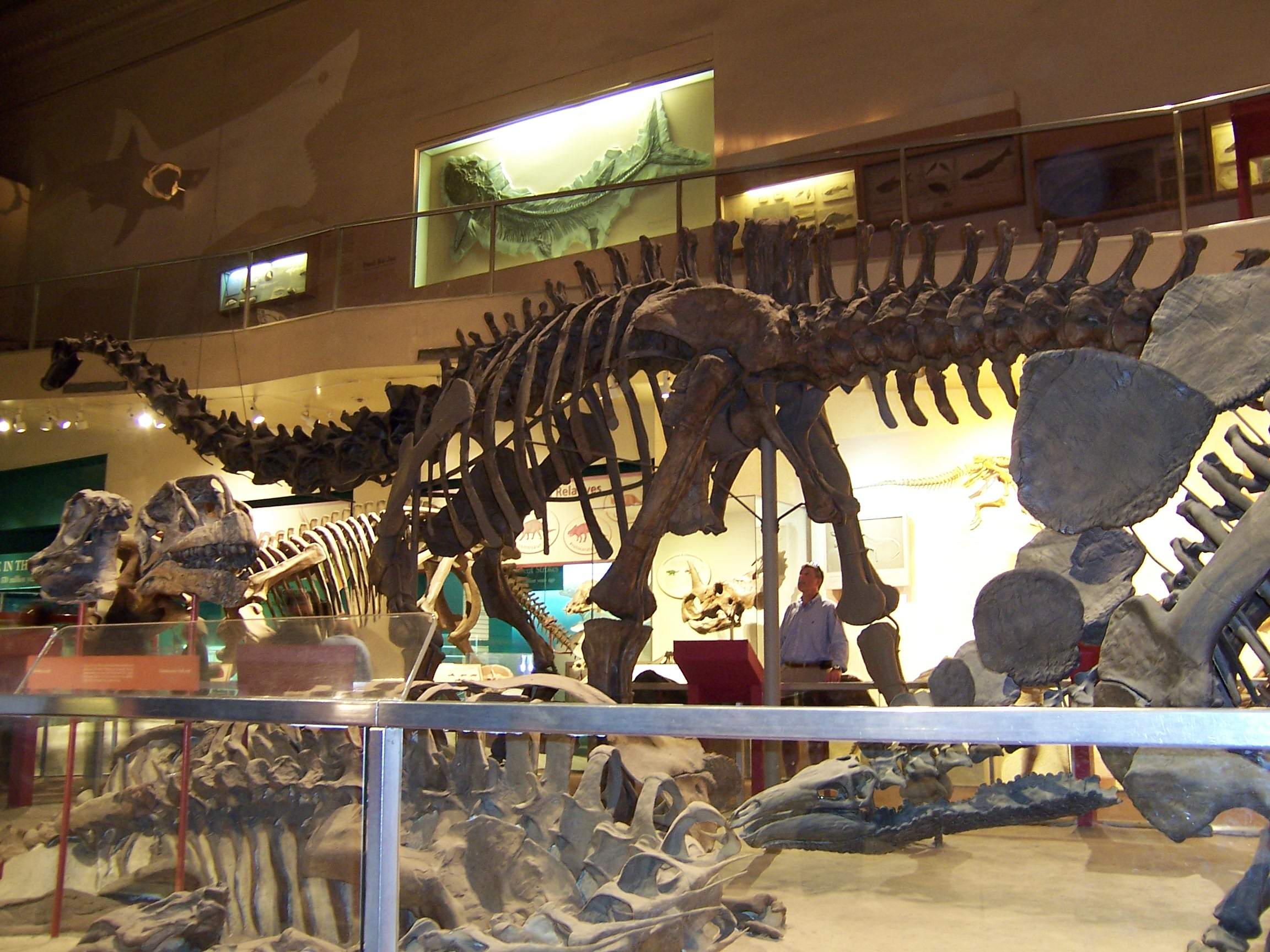 dinosaur bones in museums